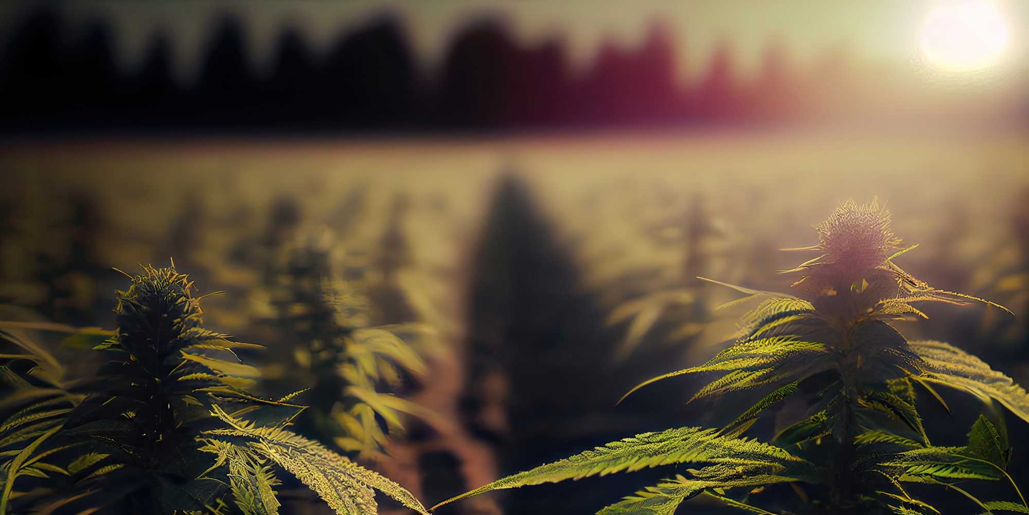 The 420 Collection