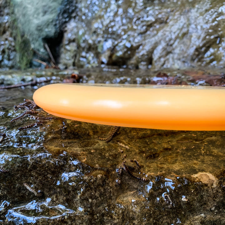 A yellow Wizard - Diamond disc sits on a wet rock surface with several small centipedes crawling nearby.
